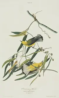 Protonotaria citrea, prothonotary warbler