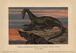 Lizard Prints: Protorosaurus speneri, a lizard-like reptile