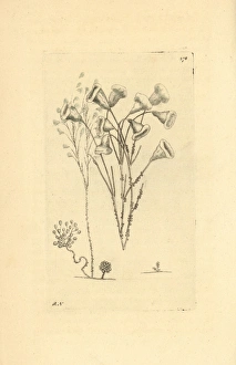 Protozoa Collection: Protozoa, Vorticella species