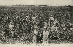 Images Dated 24th June 2019: PROVENCE GRAPE HARVEST