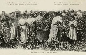 Grape Collection: PROVENCE HARVEST (2)