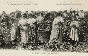 Images Dated 24th June 2019: PROVENCE HARVEST (2)