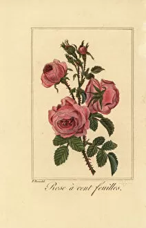 Images Dated 31st March 2020: Provence rose or cabbage rose, Rose a cent feuilles