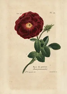 Provence rose, Rosa provincialis