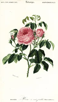 Hybrid Prints: Provence rose, Rosa x centifolia