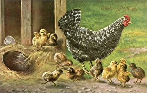 Easter Collection: Proverbs / Counting Chicks
