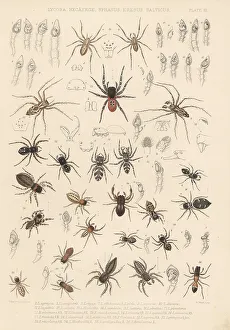 Spider Prints: Prowling, jumping and ladybird spiders