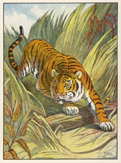 Animals Gallery: Prowling Tiger