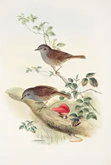 Prunella modularis, dunnock