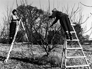 Images Dated 10th March 2011: Pruning an Apple Tree