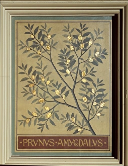 Amygdaloideae Gallery: Prunus amygdalus, almond