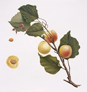 Amygdaloideae Gallery: Prunus armeniaca, apricot