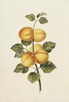 Aurantiaceae Collection: Prunus armeniaca, apricot tree