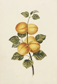 Aurantiaceae Collection: Prunus armeniaca, apricot tree