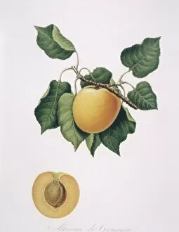 Amygdaleae Gallery: Prunus armenicaca, apricot