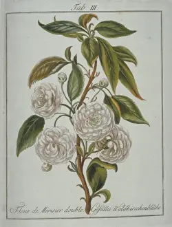 Pomona Franconica Prints: Prunus avium, double wild cherry flower