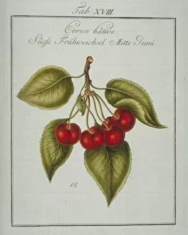 Amygdaloideae Gallery: Prunus avium, early cherry