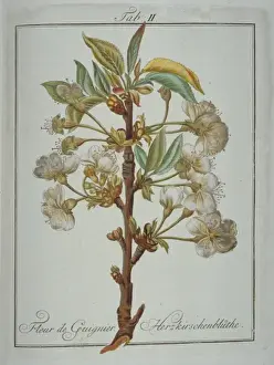 Pomona Franconica Prints: Prunus avium, heart cherry flower