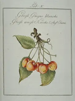 Pomona Franconica Prints: Prunus avium, large whiteheart cherry