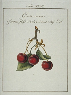 Amygdaloideae Gallery: Prunus cerasus, common morello cherry