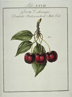 Amygdaloideae Gallery: Prunus cerasus, German morello cherry
