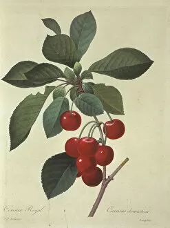 Prunus cerasus, sour cherry tree