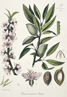 Almond Gallery: Prunus communis, almond