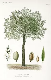 Amygdaleae Gallery: Prunus communis, almond tree