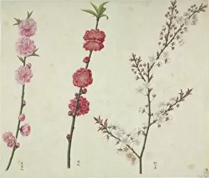 Amygdaleae Gallery: Prunus cv