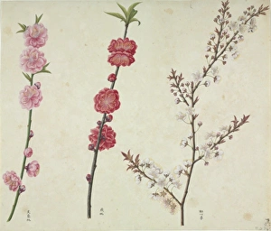 Amygdaloideae Gallery: Prunus cv