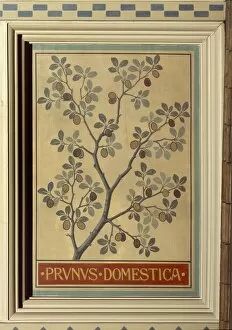 Amygdaleae Gallery: Prunus domestica, plum