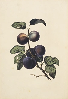 Amygdaloideae Gallery: Prunus domestica, plum tree