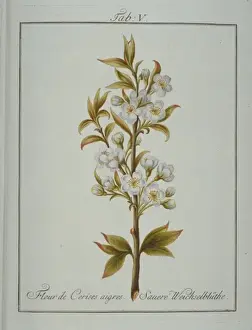 Pomona Franconica Prints: Prunus emarginata, flower of bitter cherry