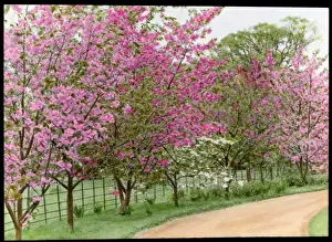 Spring Prints: Prunus (Flowering Cherry Tree) in blossom