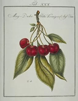 Amygdaloideae Gallery: Prunus gondouinii, May duke cherry
