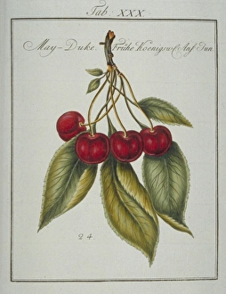 Amygdaloideae Gallery: Prunus gondouinii, May duke cherry