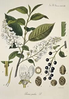 Amygdaleae Gallery: Prunus padus L. XXV 95, bird cherry