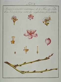 Amygdaloideae Gallery: Prunus persica, bud and elements of peach flower