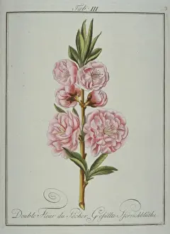 Pomona Franconica Prints: Prunus persica, double peach flower