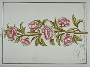 Pomona Franconica Prints: Prunus persica, double rose-flowered peach