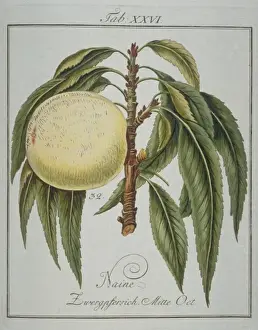 Pomona Franconica Prints: Prunus persica, dwarf peach