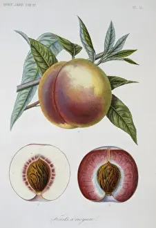 Juicy Prints: Prunus persica, nectarine