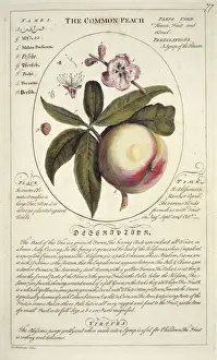 Prunus persica, peach