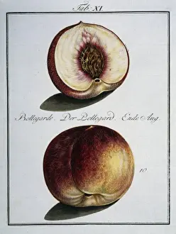 Prunus persica, peach