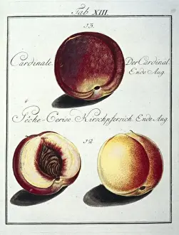 Prunus persica, peach