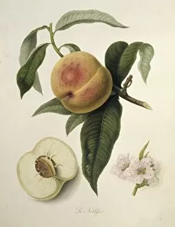 Edible Gallery: Prunus persica, peach (La Noblesse Peach)