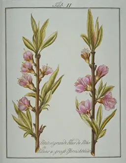Pomona Franconica Prints: Prunus persica, small and large peach flower