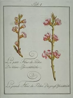 Amygdaloideae Gallery: Prunus persica, small peach flower (left), large peach flowe
