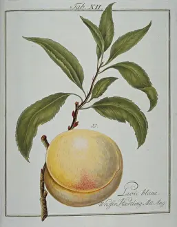 Pomona Franconica Prints: Prunus persica, white clingstone peach