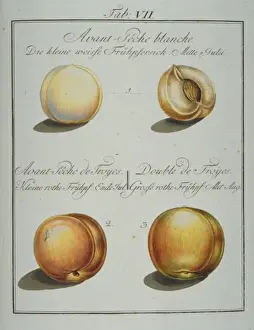Pomona Franconica Prints: Prunus sp. (1) early white peach (2) early troy peach (3) d